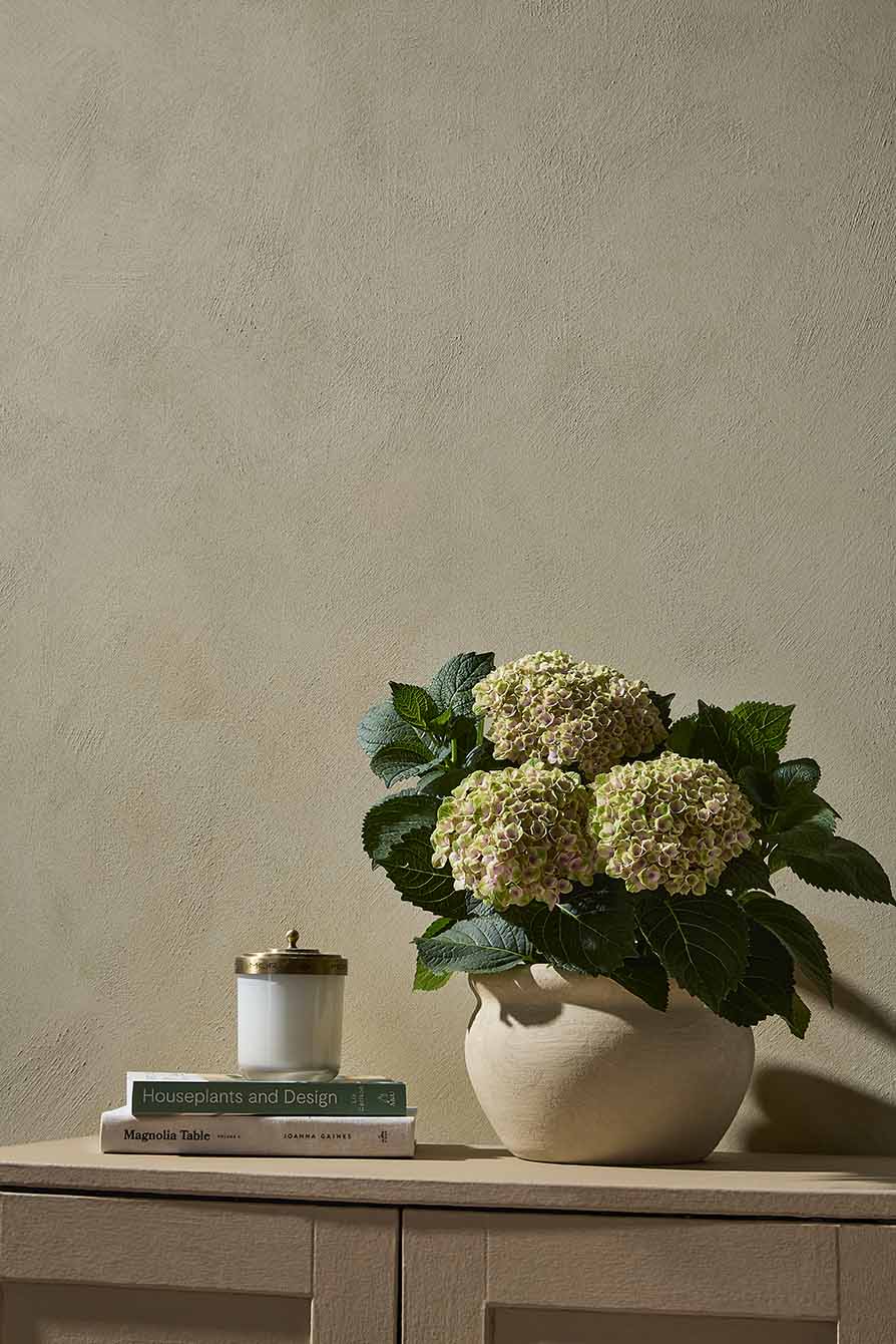 Resene MyArtisan Foundation Coat — green hydrangeas in a cream ceramic vessel