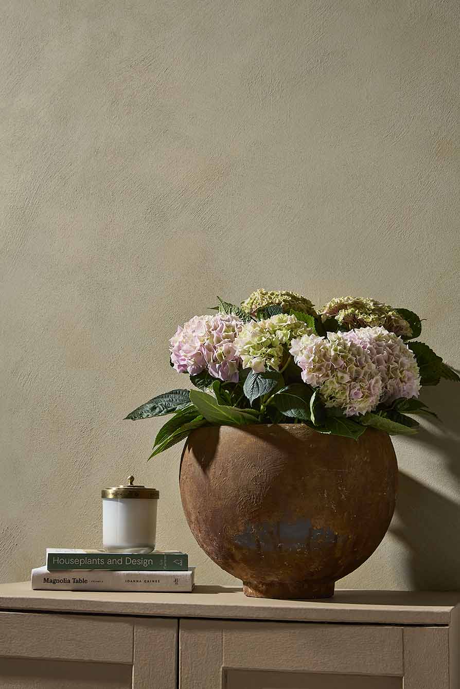 Resene MyArtisan Foundation Coat — pink hydrangeas in a rustic terracotta vessel